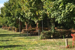 Kamp parcela u prirodnom hladu – Le Due Arcate, San Massimo
