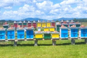 Šarene košnice Pčelarstva Ibrišević u Bosanskom Petrovcu, smještene na livadi ispod plavog neba.