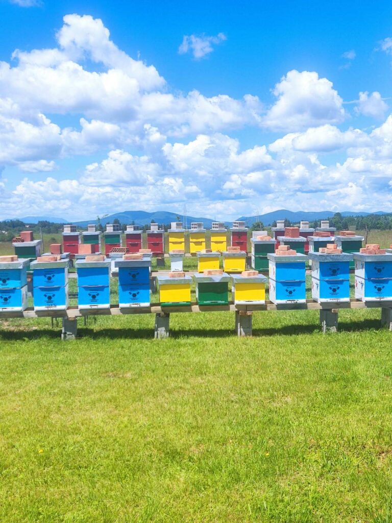 Šarene košnice Pčelarstva Ibrišević u Bosanskom Petrovcu, smještene na livadi ispod plavog neba.