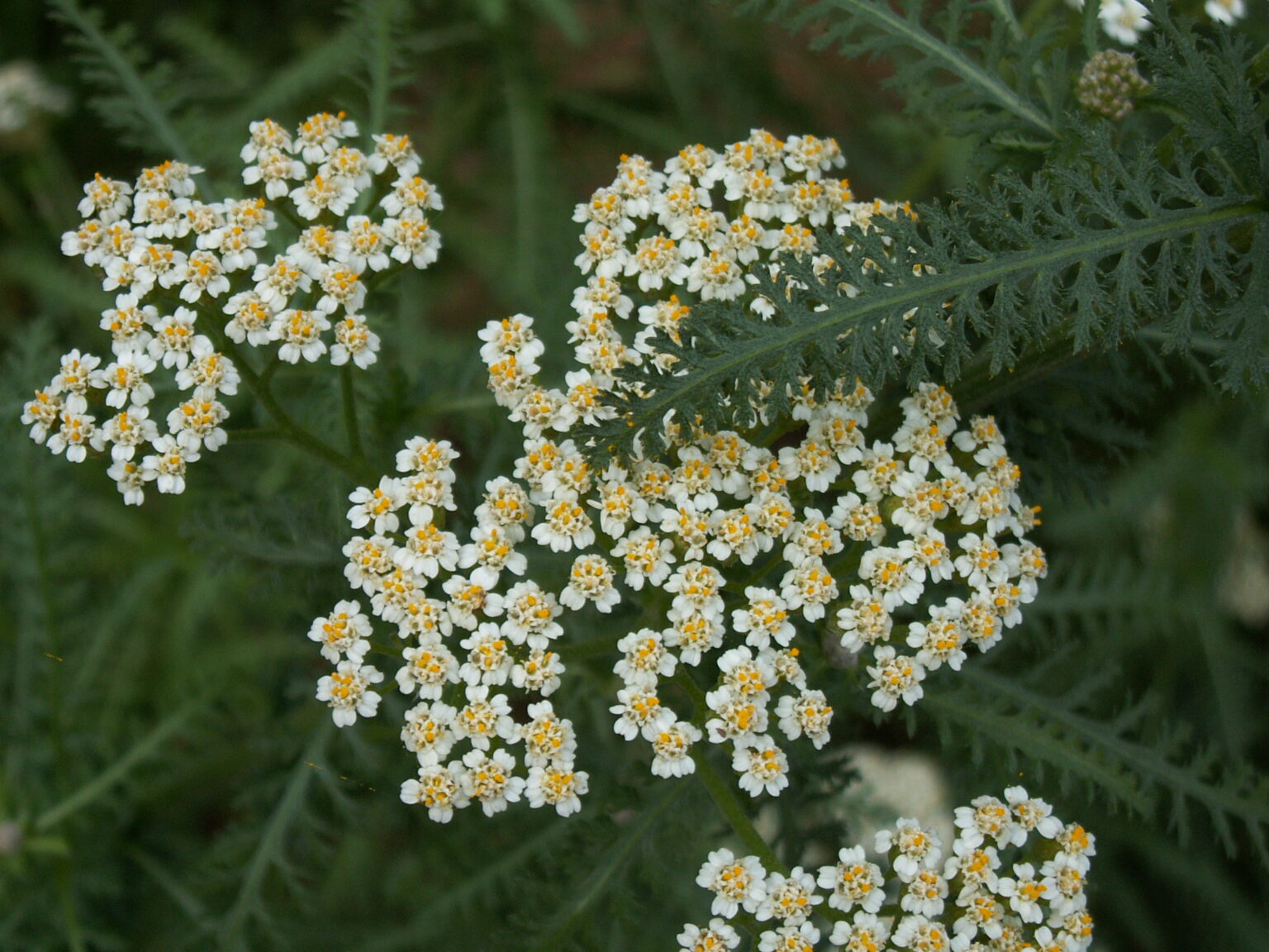 Bijeli cvjetovi hajdučke trave (Achillea millefolium) među zelenim listovima na livadi u Krajini