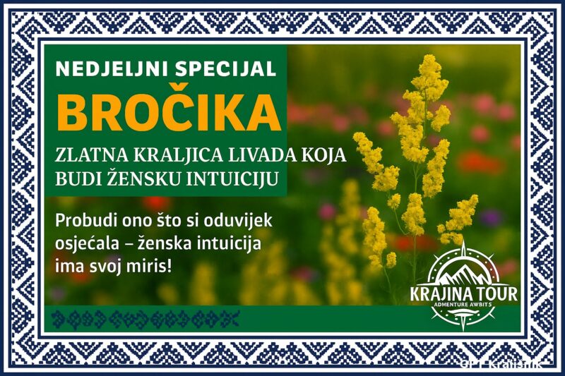 Promotivna slika broćike u cvatu sa tekstom o njenim ljekovitim svojstvima, okružena tradicionalnim zmijanjskim vezom, u stilu GPT Krajišnik.
